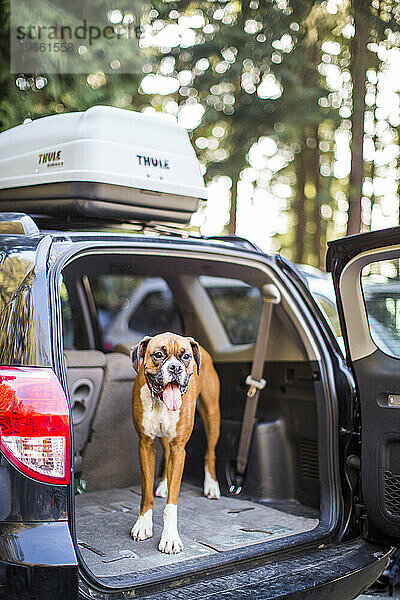 Ein Pitbull steht auf dem Rücksitz eines SUV  bevor er im Hundepark in Seattle spielt.