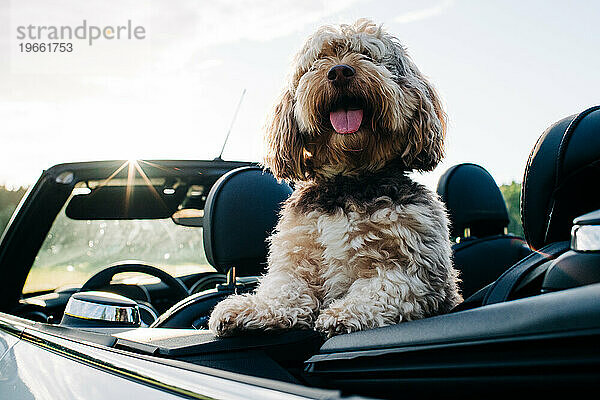 süßer Hund  der bei Sonnenuntergang in einem Cabrio-Miniauto sitzt