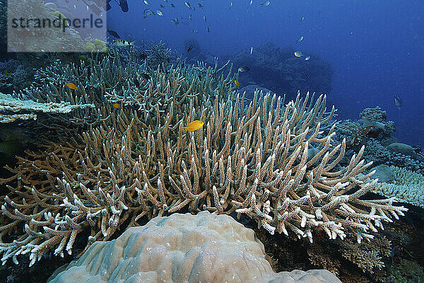 Hartkorallen  Great Barrier Reef  Hoher Norden  Australien