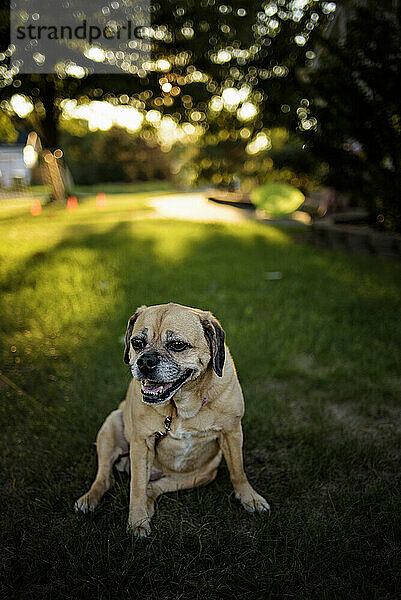 Glücklicher junger Puggle-Hund  der bei Sonnenuntergang im grünen Gras keucht und lächelt