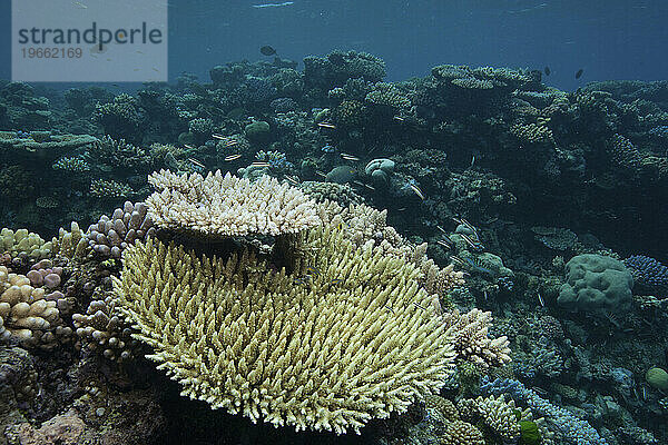 Steinkorallen  hoher Norden  Great Detached Reef  Great Barrier Reef  Australien