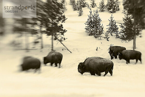 Bison grasen in der Nähe von OId Faithful  Yellowstone-Nationalpark  Wyoming.