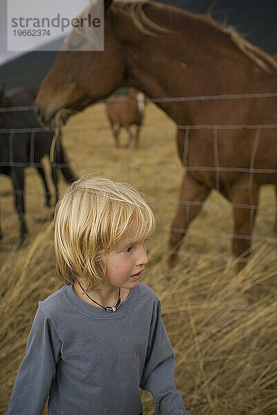Ein Junge und Pferde im Heu.