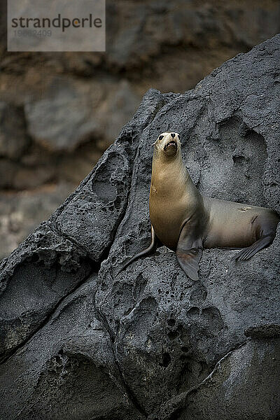 SEAL-POSE