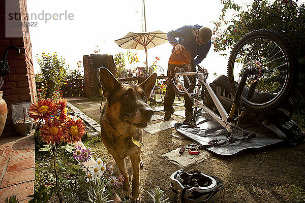 Hund steht in der Nähe  während ein Mann ein Mountainbike repariert.