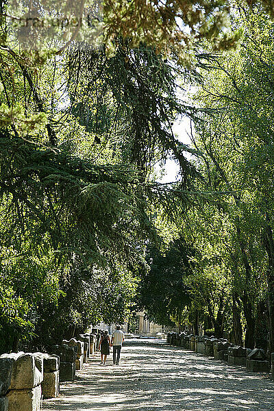 Les Alyscamps  Arles  Provence  Frankreich.