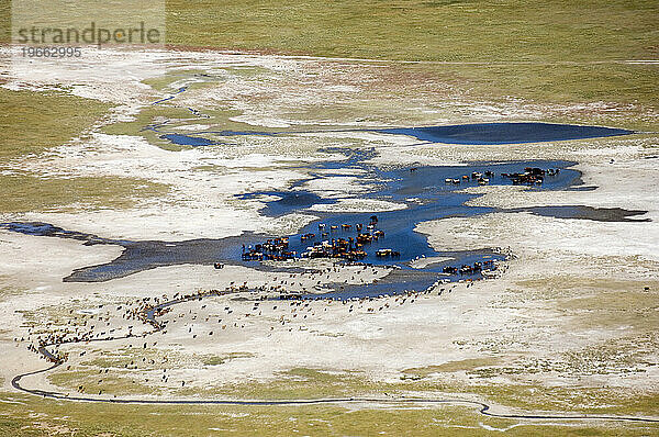 Luftaufnahme  Viehbestand  Mongolei
