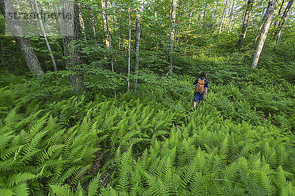 Ein Mann erkundet den Wald in Madbury  New Hampshire.
