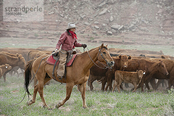 Viehtrieb auf einer Ranch neben dem Canyonlands NP  UT