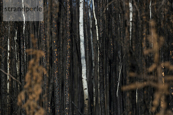 Bilder aus dem Wood Buffalo National Park  dem Nistplatz des gefährdeten Schreikranichs.