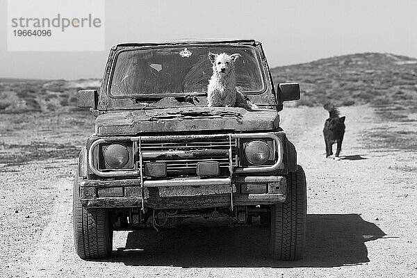 Ein Hund darf in Baja auf der Motorhaube eines Autos mitfahren.