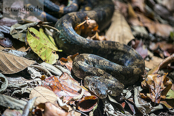 Eine Boa constrictor liegt zusammengerollt in den Blättern auf Abschnitt 11 des Waitukubuli National Trail auf der Karibikinsel Dominica.