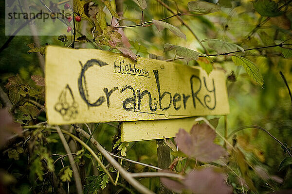 Ein Schild weist auf Cranberry-Büsche in einem Garten hin.