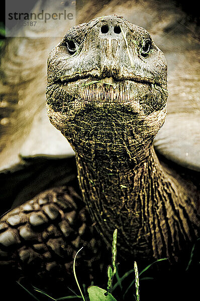 Nahaufnahme Porträt einer Riesenschildkröte  Galapagos-Inseln  Ecuador