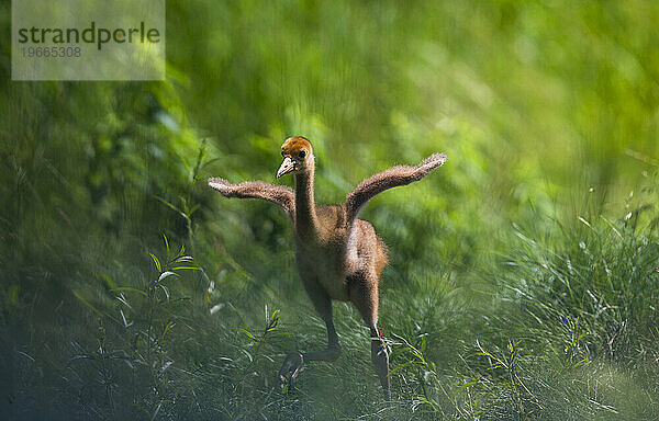 Wiedereinführung des Whooping Crane  Direktveröffentlichung im Herbst