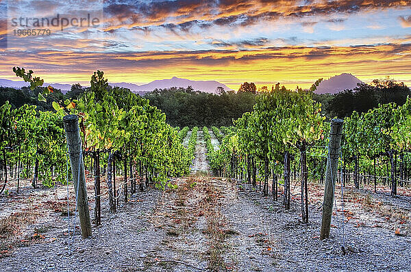 Ein wunderschöner Sonnenaufgang über einem Weinberg im Dry Creek Wine Country  Kalifornien.