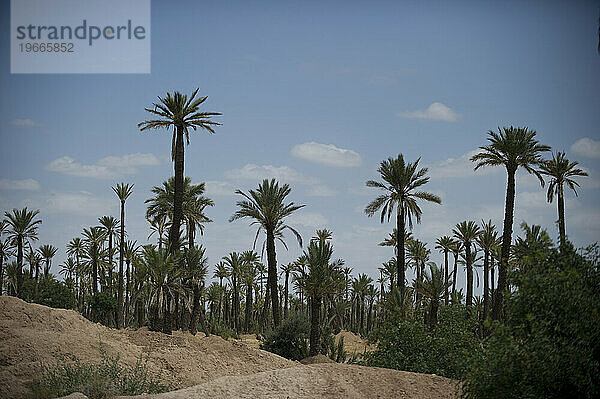 Hohe Palmen wachsen in einer Wüstenoase.
