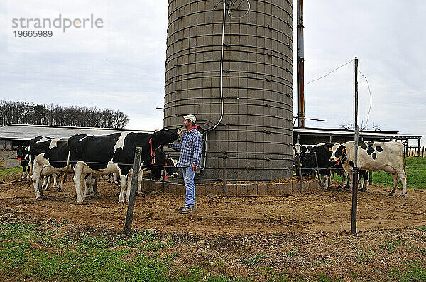 Ein Maisbauer kümmert sich um sein Vieh in der Nähe eines Getreidesilos auf seiner Farm in Bloomsburg  PA.
