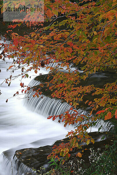 Chittenango Creek im Herbst