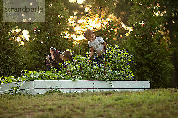Zwei Jungen  die sich im Schein des Sonnenuntergangs um Gartenkisten kümmern