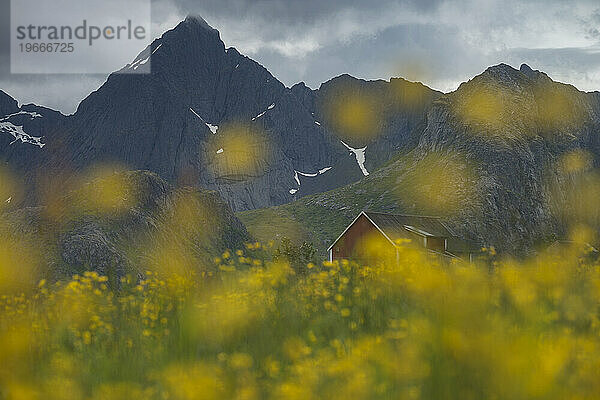 Scheune auf der Wiese mit gelben Wildblumen  Flakstadoya  Lofoten  Norwegen