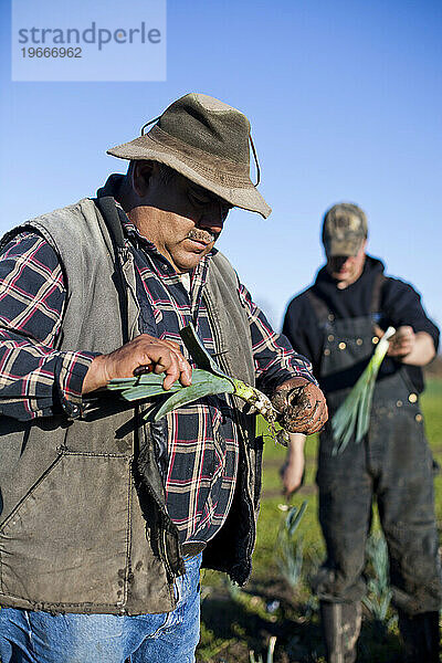 Zwei Männer ernten an einem sonnigen Tag Leckagen auf einem Biobauernhof.