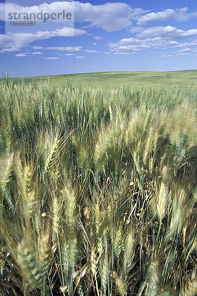 Weizengarben tanzen in den Präriewinden  Alberta  Kanada.