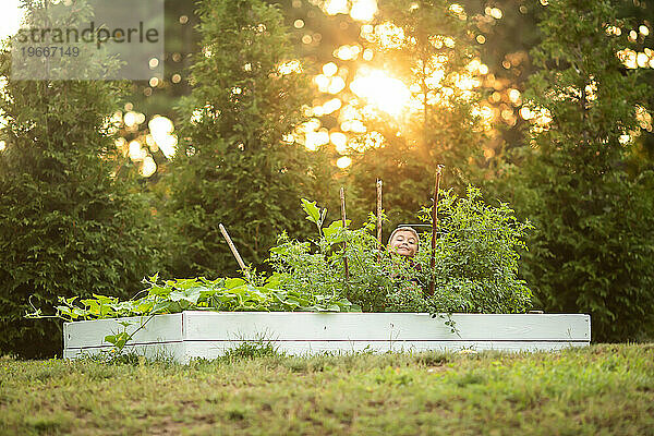 Junge  der hinter Gartenkästen hervorlugt  getaucht im Schein des Sonnenuntergangs.