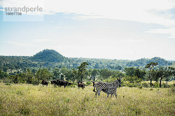 Ein weibliches Zebra und ihr stillendes Baby  Equus quagga  mit Gnu  Connochaetes  im Hintergrund.