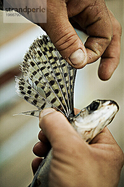 Hand hält fliegenden Fisch und breitet Flosse aus