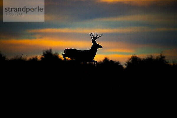 Hirsch läuft im Hintergrund bei Sonnenuntergang  Utah