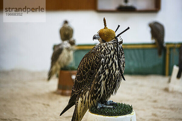 Falke auf dem Falkenmarkt  Falcon Souk  Doha  Katar