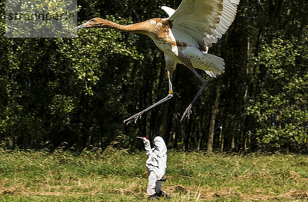 Wiedereinführung des Whooping Crane  Direktveröffentlichung im Herbst