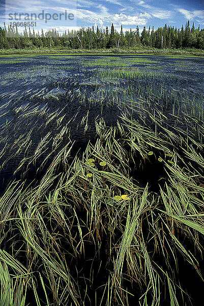 Ein Wildnisfluss in Ontario  Kanada.