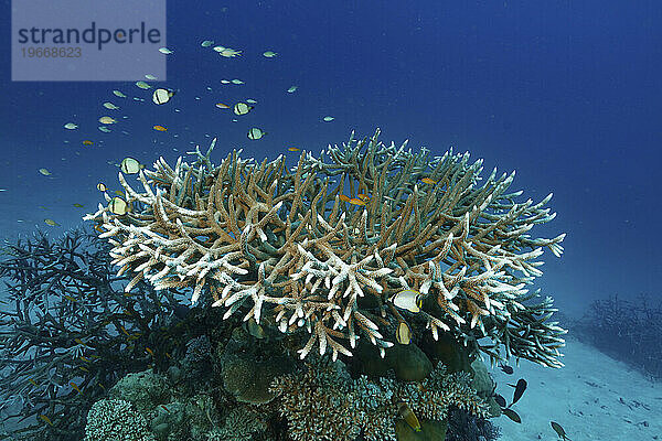 Hirschhornkoralle (Acropora-Art)  hoher Norden  Great Detached Reef  Great Barrier Reef  Australien