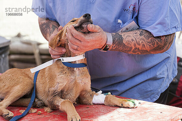Männlicher Tierarzt streichelt Hund in tierärztlicher Einrichtung  Patan  Bagmati  Nepal
