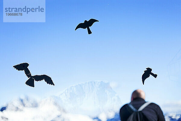 Vogelaufkleber am Fenster und Mann und Berge im Hintergrund