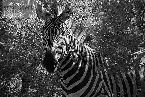 Tier im Krüger-Nationalpark  Südafrika.