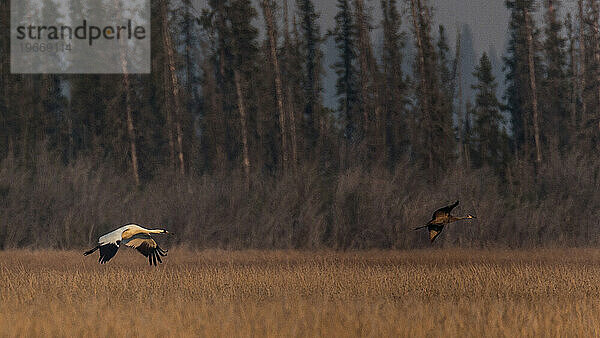 Bilder aus dem Wood Buffalo National Park  dem Nistplatz des gefährdeten Schreikranichs.