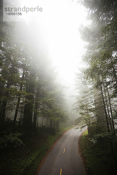 Eine kurvige Straße durch einen nebligen Wald.