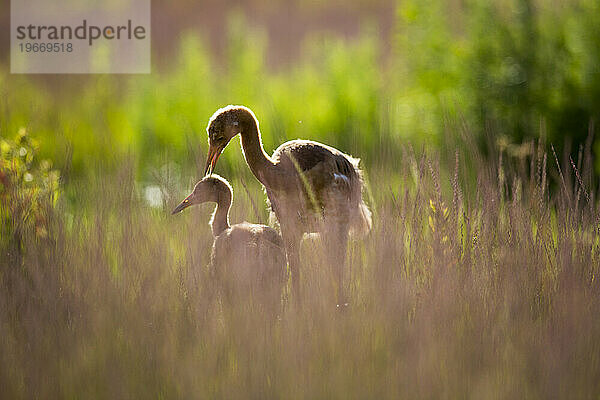 Wiedereinführung des Whooping Crane  Direktveröffentlichung im Herbst