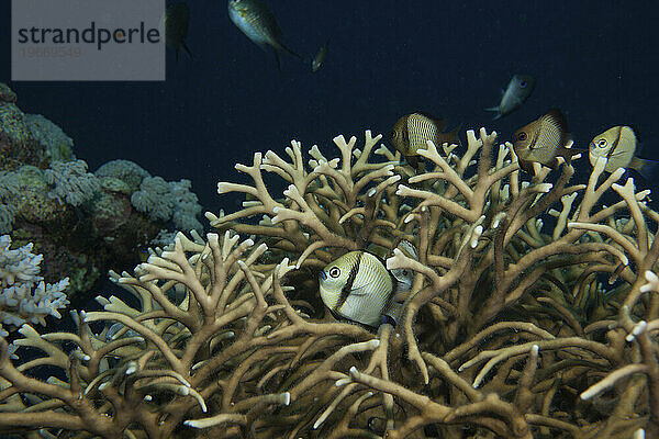 Netzfisch (Dascyllus reticulatus) zwischen Hartkorallen  hoher Norden  Great Barrier Reef  Australien