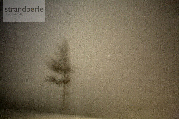 Ein Baum verschwimmt in einem Schneesturm. Truckee  Kalifornien. (Bewegungsunschärfe)