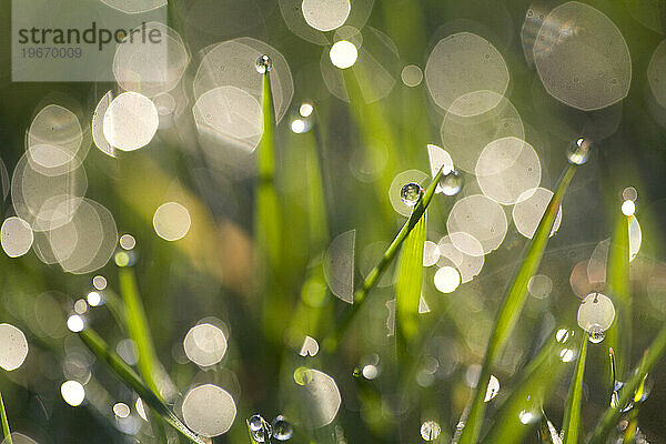 Tautropfen im Gras reflektieren den Sonnenaufgang hell.