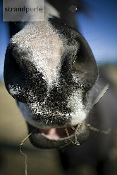 Gegend um die Black Butte Ranch in Oregon.