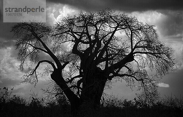 Baoba  typischer afrikanischer Baum in Mosambik.