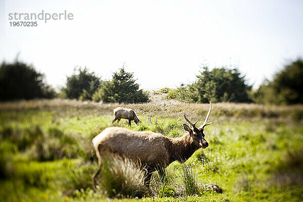 Ein Tilt-Shift-Bild eines Elchs.