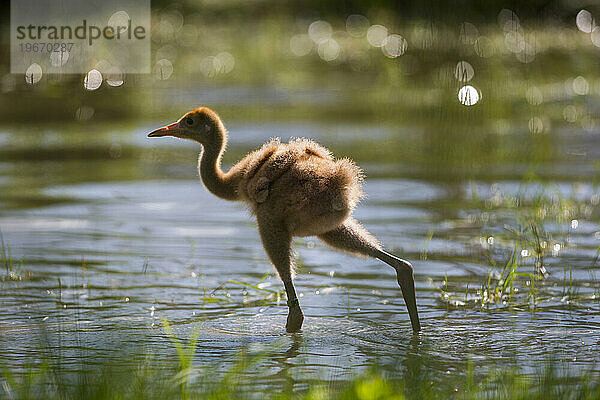 Wiedereinführung des Whooping Crane  Direktveröffentlichung im Herbst