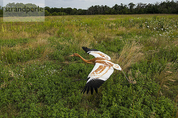 Wiedereinführung des Whooping Crane  Direktveröffentlichung im Herbst