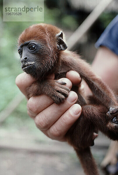 Ein Affenbaby im Amazonas.